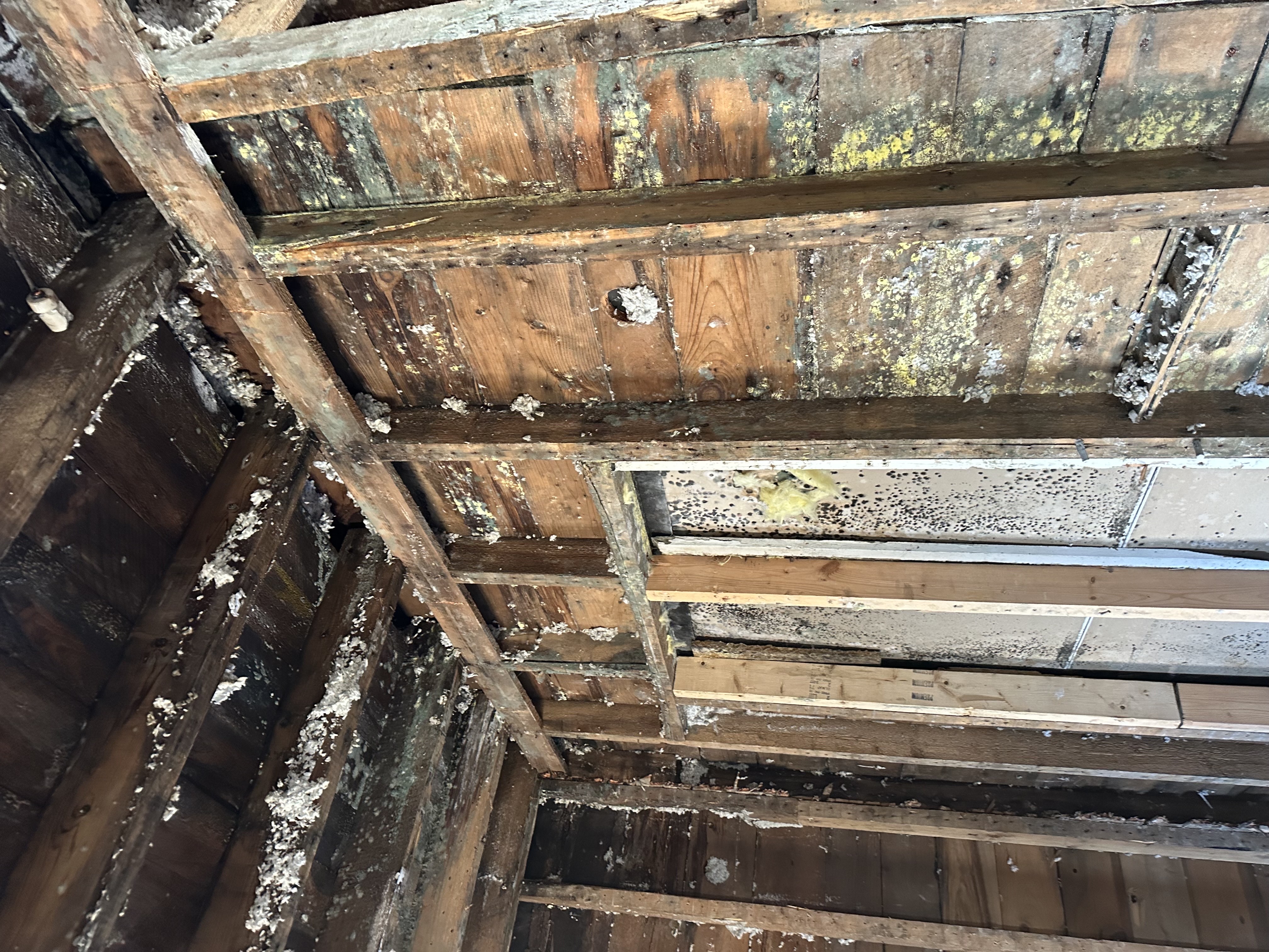 Mold damage on wooden studs and ceiling in Eden Valley